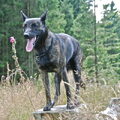 Hollandse Herdershond, korthaar
