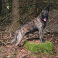 Hollandse Herdershond, korthaar