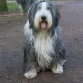 Bearded Collie