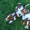 Welsh Springer Spaniel