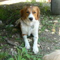 Kooikerhondje