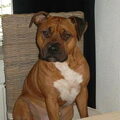 American Staffordshire Terrier