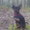 In het bos