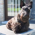 Schotse Terrier