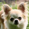 Chihuahua, langhaar