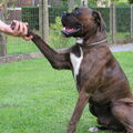Boxer
