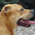 Perro Dogo Mallorquín