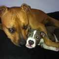 American Staffordshire Terrier