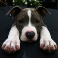 American Staffordshire Terrier