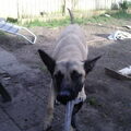 Mechelse Herder