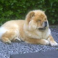 Chow chow