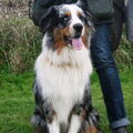 Australian Shepherd