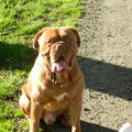 Bordeauxdog