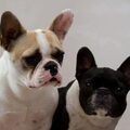 Franse Bulldog