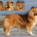 Shetland Sheepdog