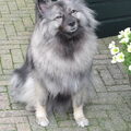 Keeshond, Grijze
