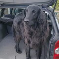 Flat Coated Retriever