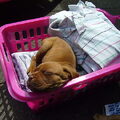 Bordeauxdog