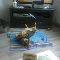 Duitse Brak