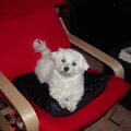 Maltezer