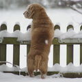 Basset Fauve de Bretagne