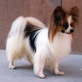Epagneul Nain Continental, Papillon