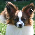 Epagneul Nain Continental, Papillon