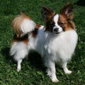 Epagneul Nain Continental, Papillon