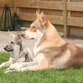Saarlooswolfhond