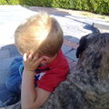 Dogo Canario