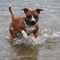 Staffalicious