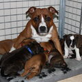 Staffalicious