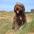 Barbet