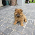 Chow chow
