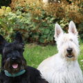 Schotse Terrier