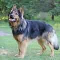 Oud Duitse Herdershond