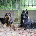 Oud Duitse Herdershond