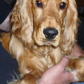 Engelse Cocker Spaniel