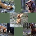 Engelse Cocker Spaniel