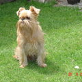 Griffon Bruxellois
