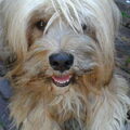 Tibetaanse Terrier