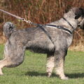 Riesenschnauzer, peper en zout