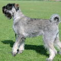 Riesenschnauzer, peper en zout