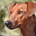 Duitse Pinscher