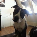 American Staffordshire Terrier