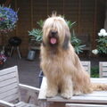 Briard