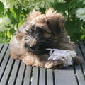 Irish Softcoated Wheaten Terriër
