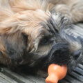 Irish Softcoated Wheaten Terriër