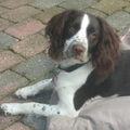 Engelse Springer Spaniel