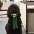 Barbet